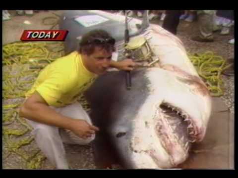 World’s Biggest Shark caught on a rod and reel. August 1986