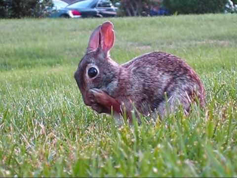 Betty Bunny Rabbit