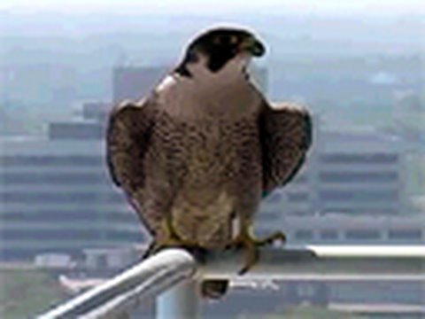 Peregrine Falcons In Providence Rhode Island